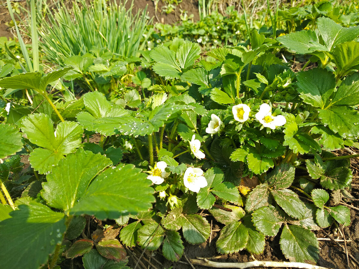 Сорт "Диамант" к концу июля дает второй урожай, плоды не заканчиваются до морозов
