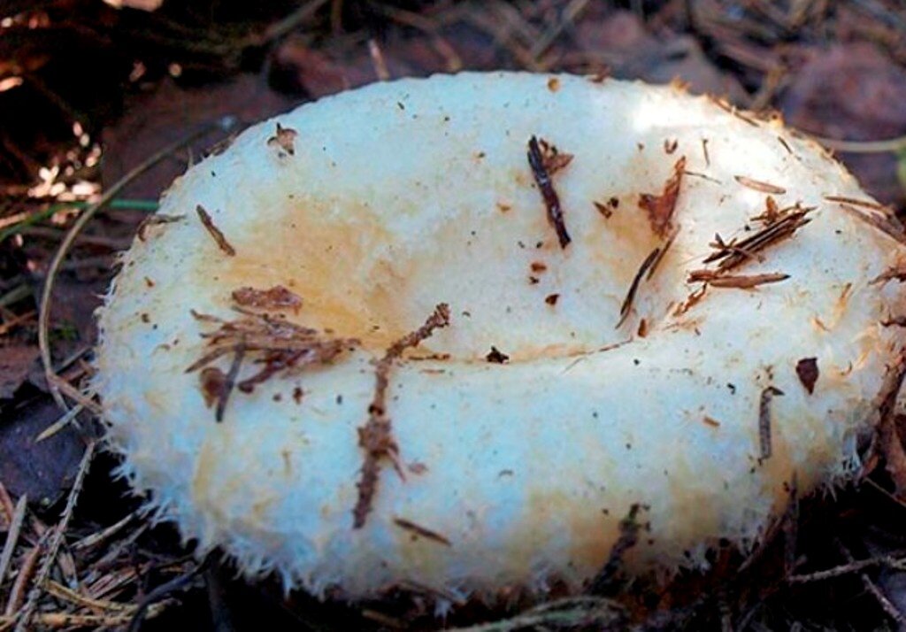 ГРУЗДЬ НАСТОЯЩИЙ