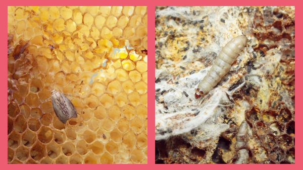 Огневка "в деле" 