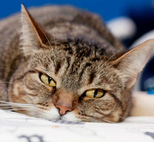 Диагностика острого панкреатита у кошек
