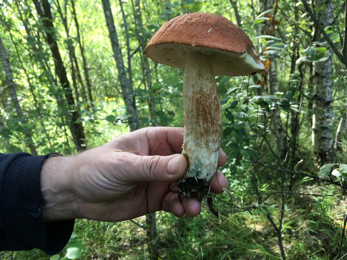 Простые грибы