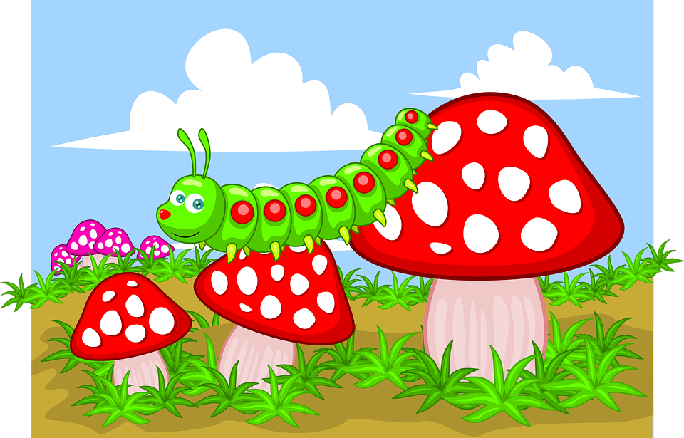 Это была самая НЕ травмирующая психику, начинающего насекомьего гурмана, картинка