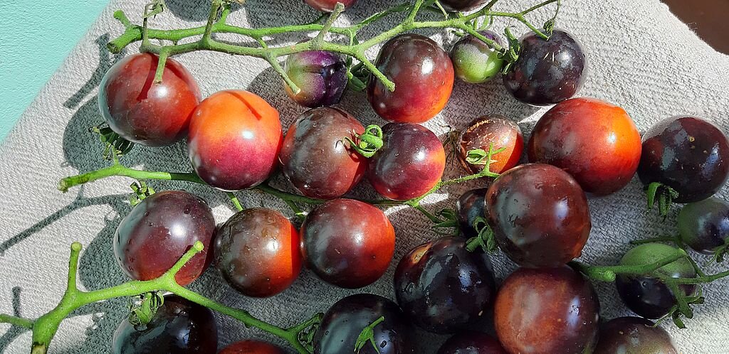 Похожи на елочные шары. Фото автора.