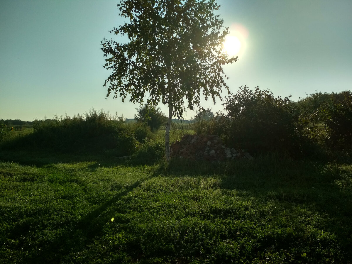 Наша березка