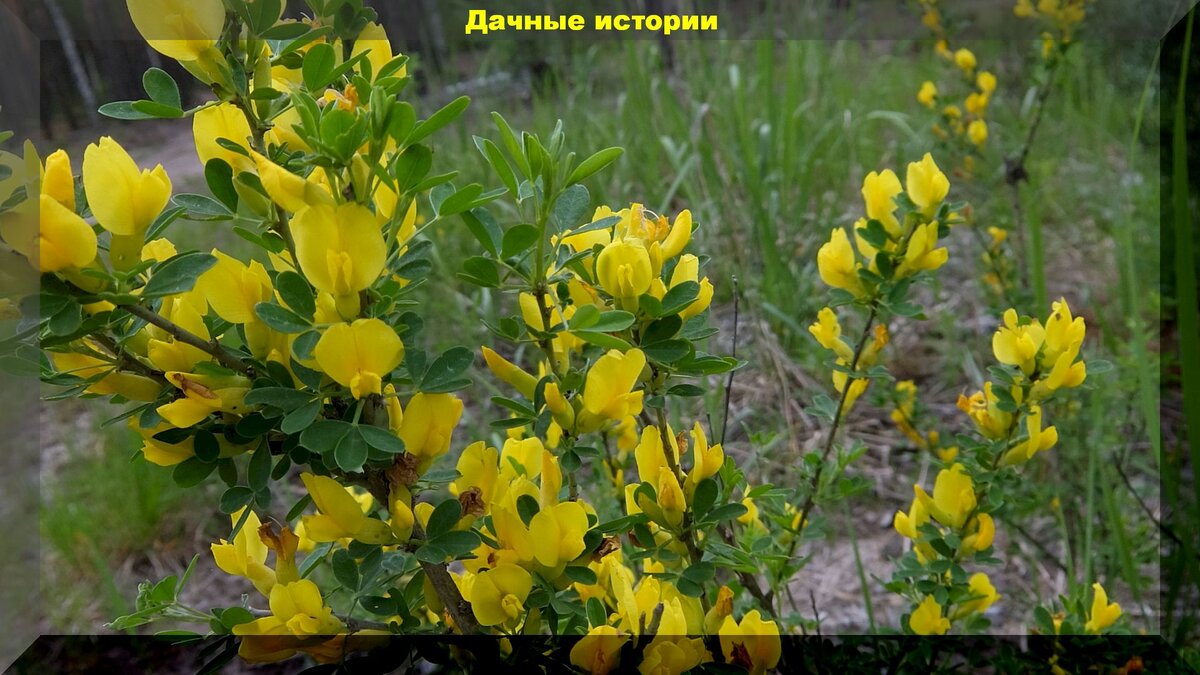 Ракитник: посадка и уход в открытом грунте в Подмосковье, фото кустарника