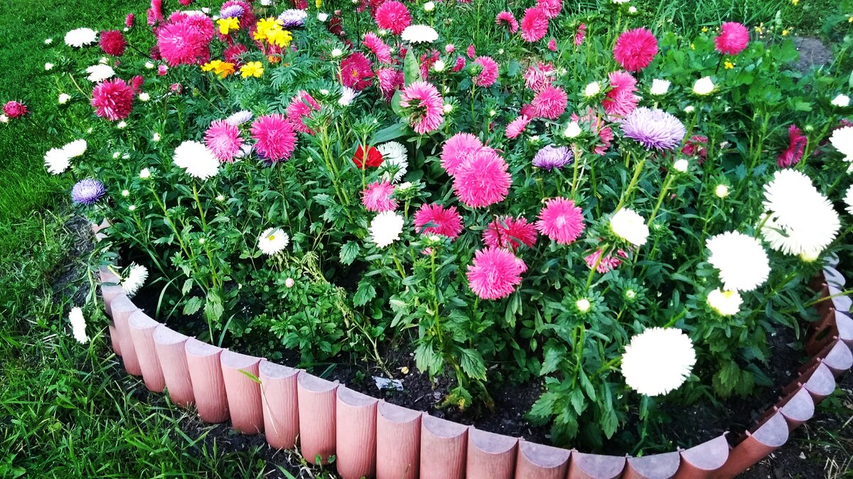 Астры сажали трёх цветов, патриотичные, в цвет флага. Но выросли почему-то в основном красные. К чему бы?