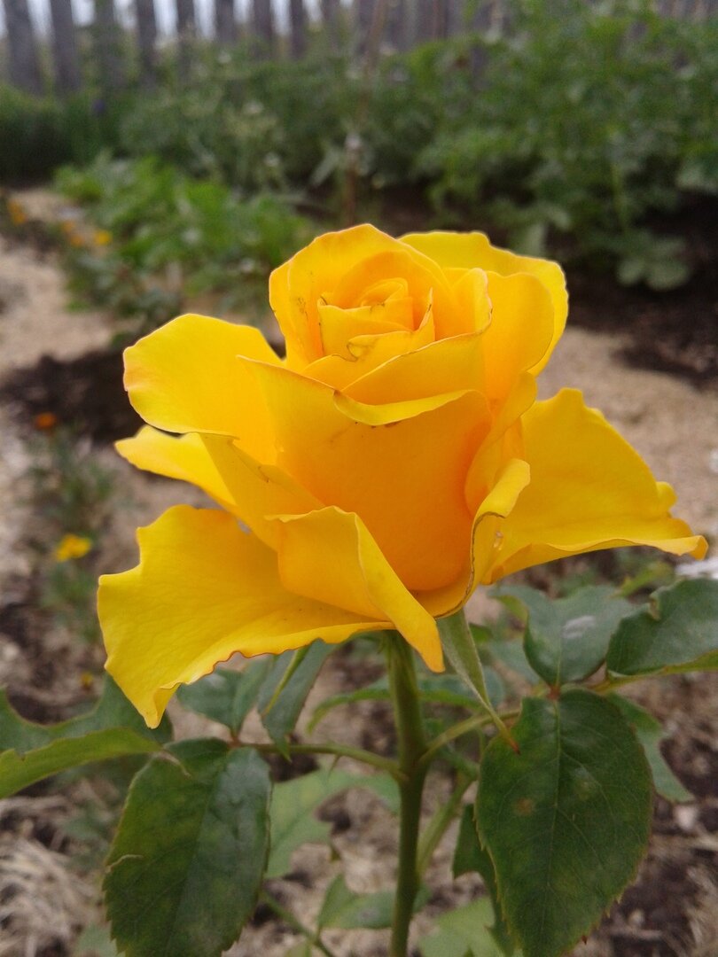 Желтые чайно гибридные розы сорта фото