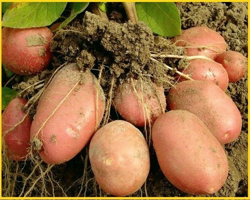 Сад, огород, участок, урожай, садовод, картофель, картошка, овощи