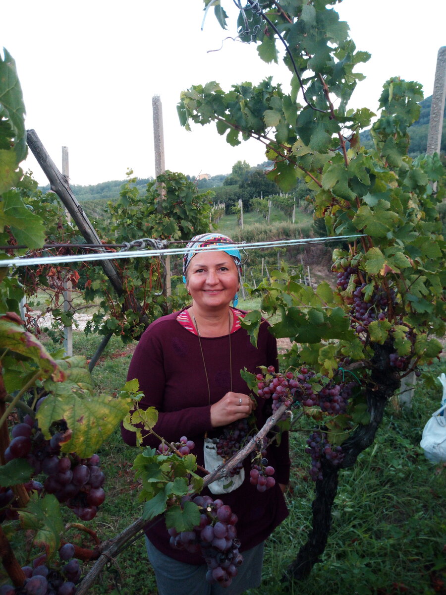 Вендеммия 2019.  День второй.