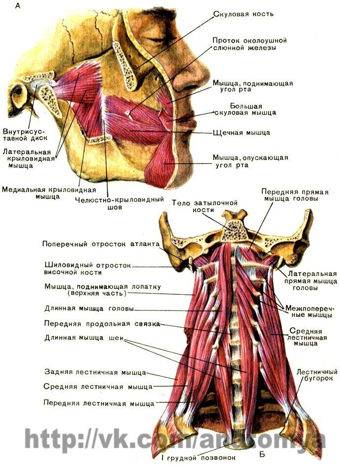 Женские Мышцы - Шеи Стоковые Фотографии | FreeImages