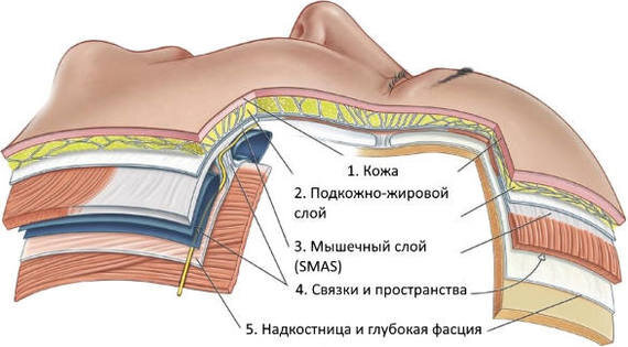 Строение лица