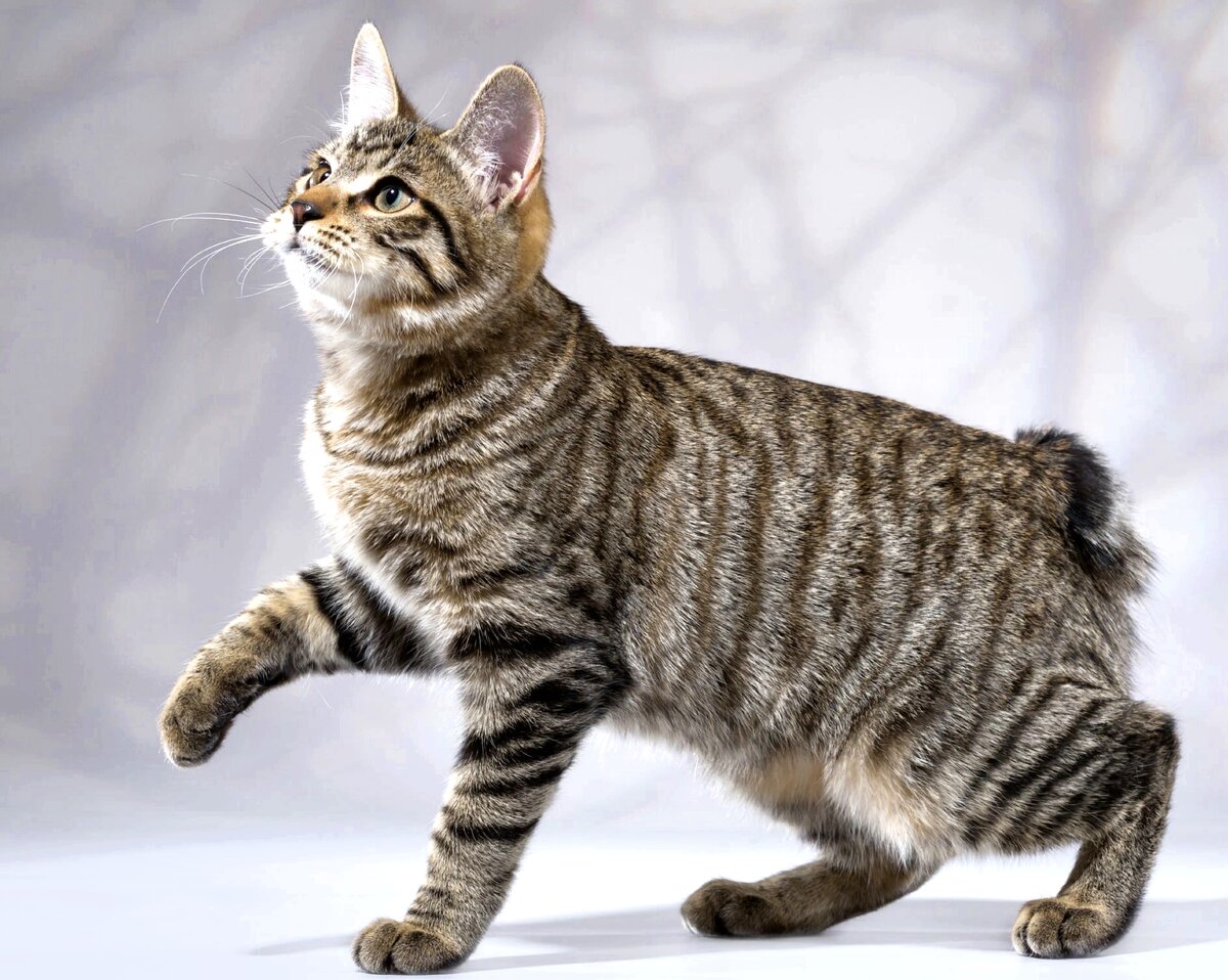 Британская полосатая порода кошек фото и описание