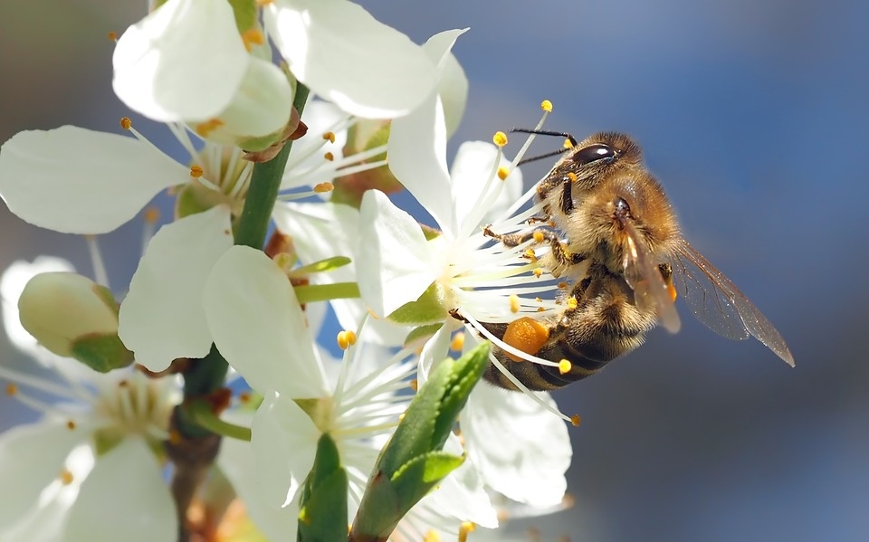 https://cdn.pixabay.com/photo/2016/05/19/13/59/bee-on-cherry-blossom-1403010_960_720.jpg
