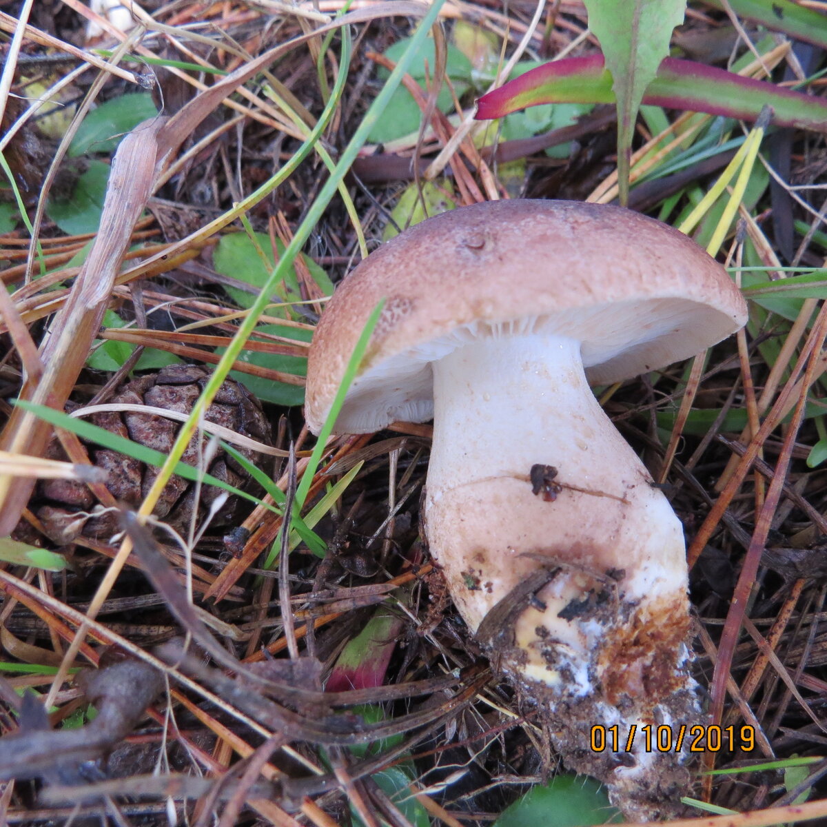 рядовка или чешуйчатая или бело-коричневая, хто их разберет...Я на них не зарюсь.