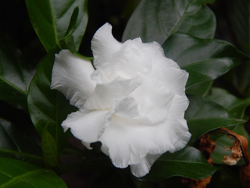 https://cdn.pixabay.com/photo/2017/08/12/03/47/gardenia-2633393_960_720.jpg