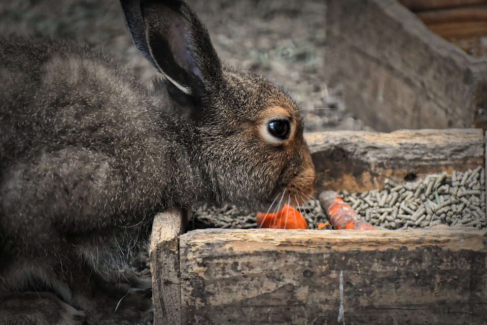 https://pixabay.com/photos/hare-rabbit-food-carrot-nager-4439733/