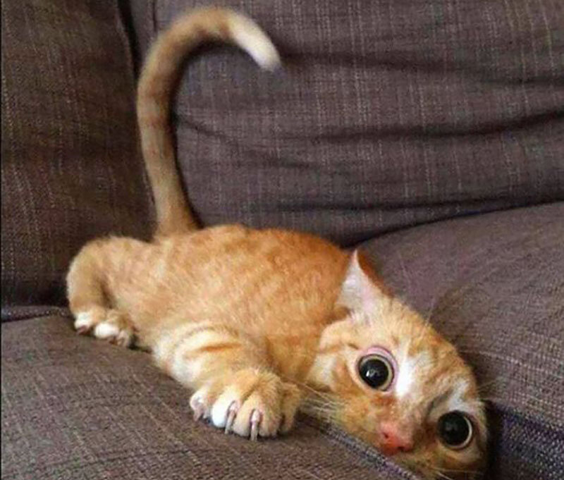 Источник: www.pinterest.com