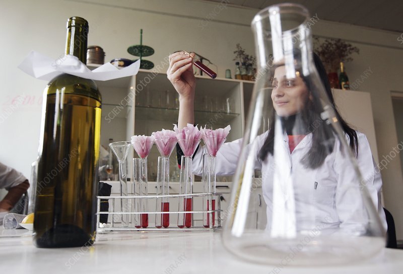 Контроль качества вина. Фото по ссылке https://www.sciencephoto.com/media/418762/view/quality-control-of-wine-production