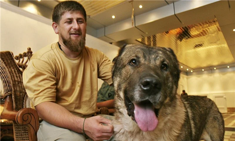 Почему чеченцы и другие мусульмане России не держат в доме собак? | Всё о  собаках и кошках | Дзен