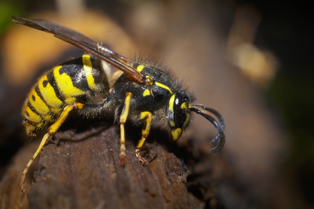 Про осу. Дальневосточный Шершень. Оса Эвмена. Чёрный Помпил Оса. Wasp Оса.