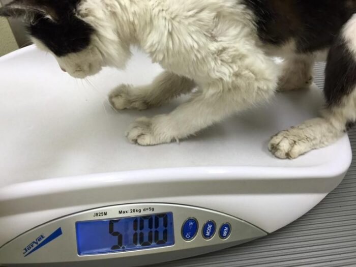 Источник: www.facebook.com/KittyAdventureRescue