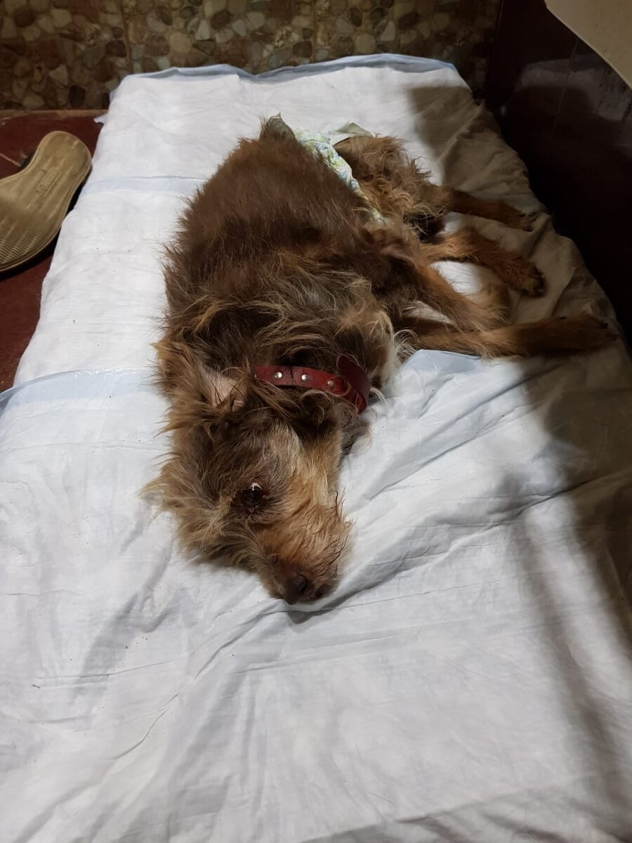 фото приюта Весёлые Хвосты