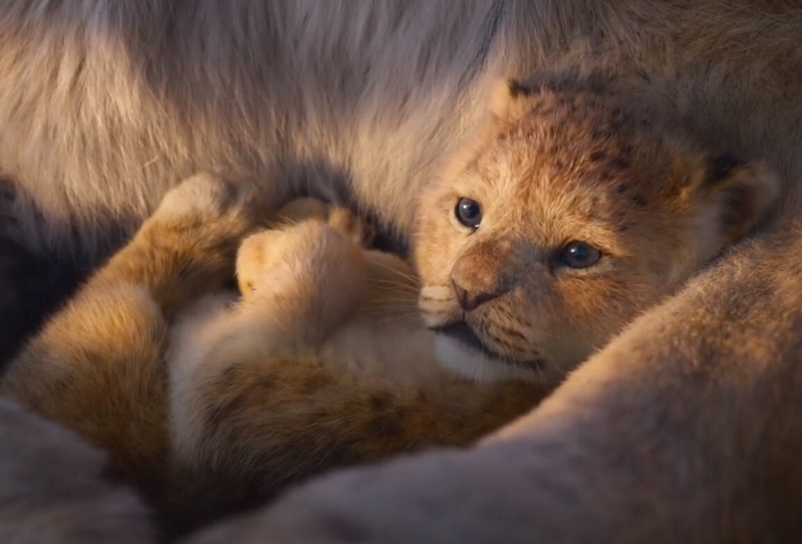 Фильм Король лев 2019 смотреть онлайн в HD 720, Full HD 1080