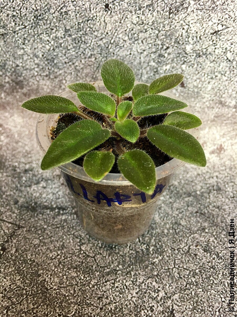 Изрядно так подросла со времени последней фотосессии.