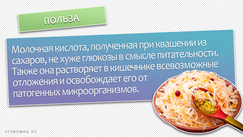 Квашение капусты какие бактерии. Польза квашеной капусты для организма. польза квашеной капусты для организма человека. квашеная капуста польза и вред для организма. квашеная капуста свойства.