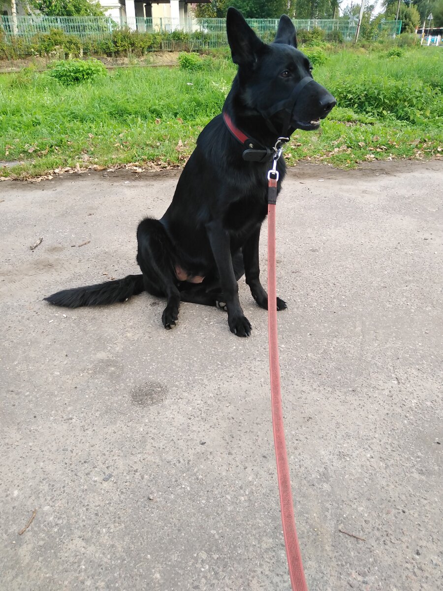 В городе Луна ходит примерно так