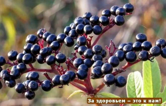 Бузина Черная - Лечебные Свойства, Польза и Противопоказания