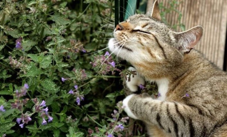 Источник: agronomu.com