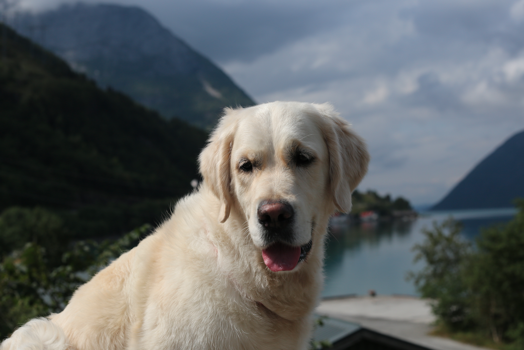Золотистый ретривер Эмили.
