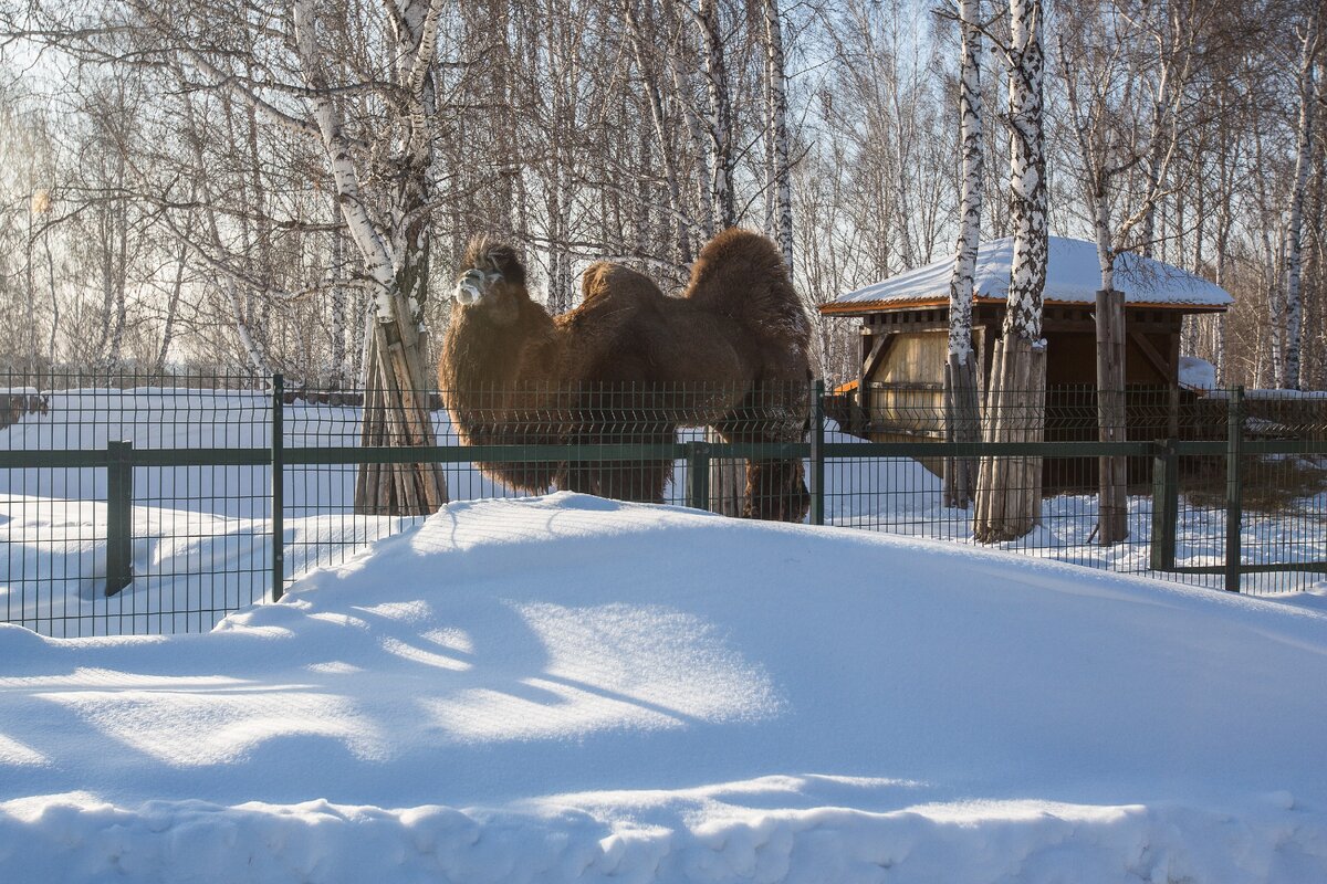 новосибирский зоопарк верблюд. верблюды в автозаводском парке зимой нижний. верблюды в новосибирске. верблюд новосибирск. верблюд бердск.