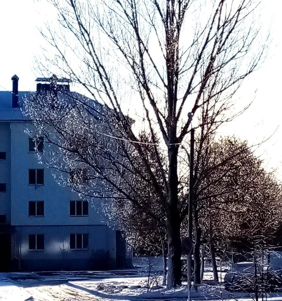 Деревья во льду