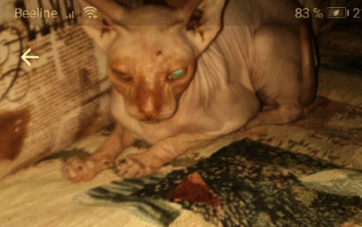 "Я ненавижу эту кошку. Я её только бью, она тупая, заберите её." - Вещал на удивление приятный женский голос из телефона.    На фото: состояние кошки из объявления на "Юле". О нём чуть позже. 