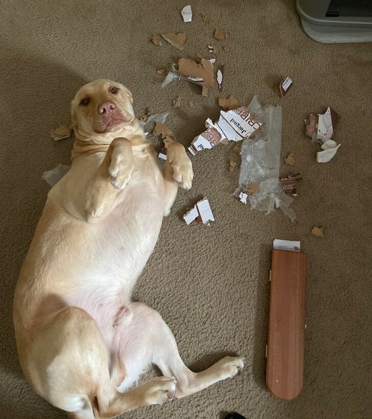 Источник:  © abigailcolbeth / reddit  