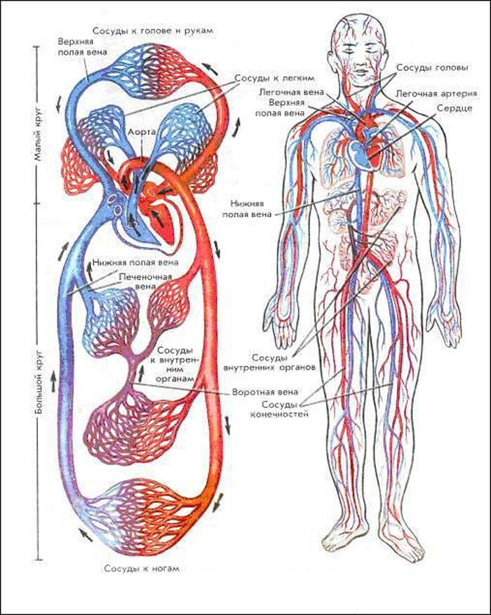 Кровообращение нижних