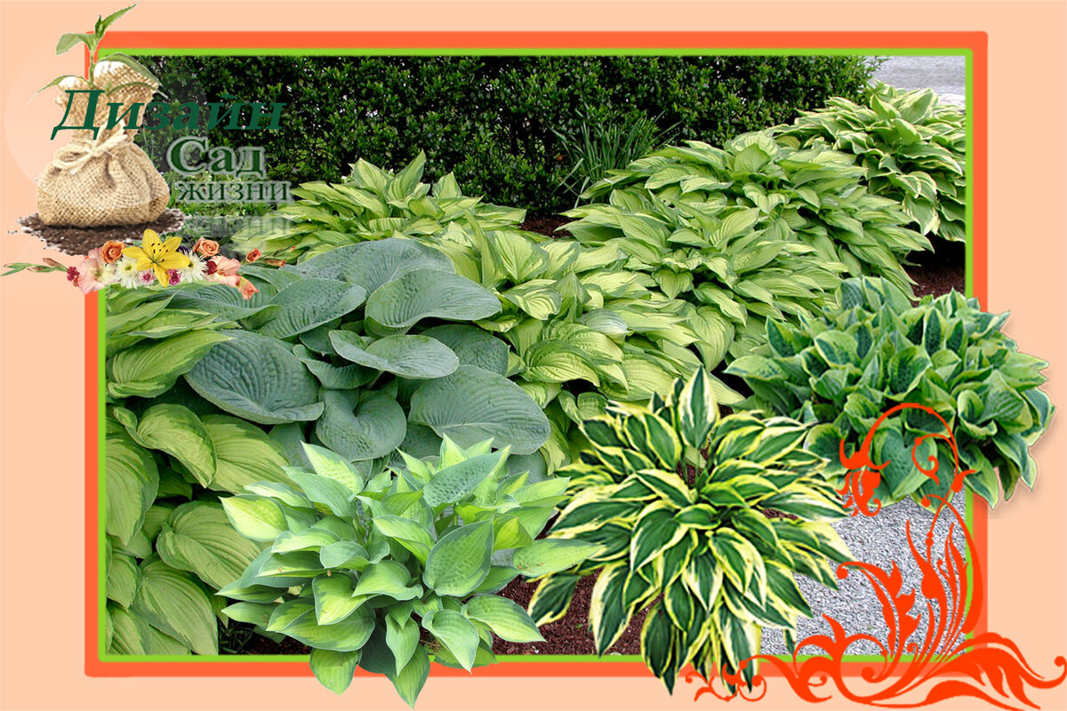 Хосты для солнца и тени