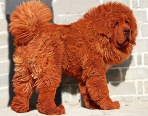 9. Тибетский мастиф

Тибетский мастиф — один из видов крупных тибетских пород собак и один из крупнейших в нашем списке.
