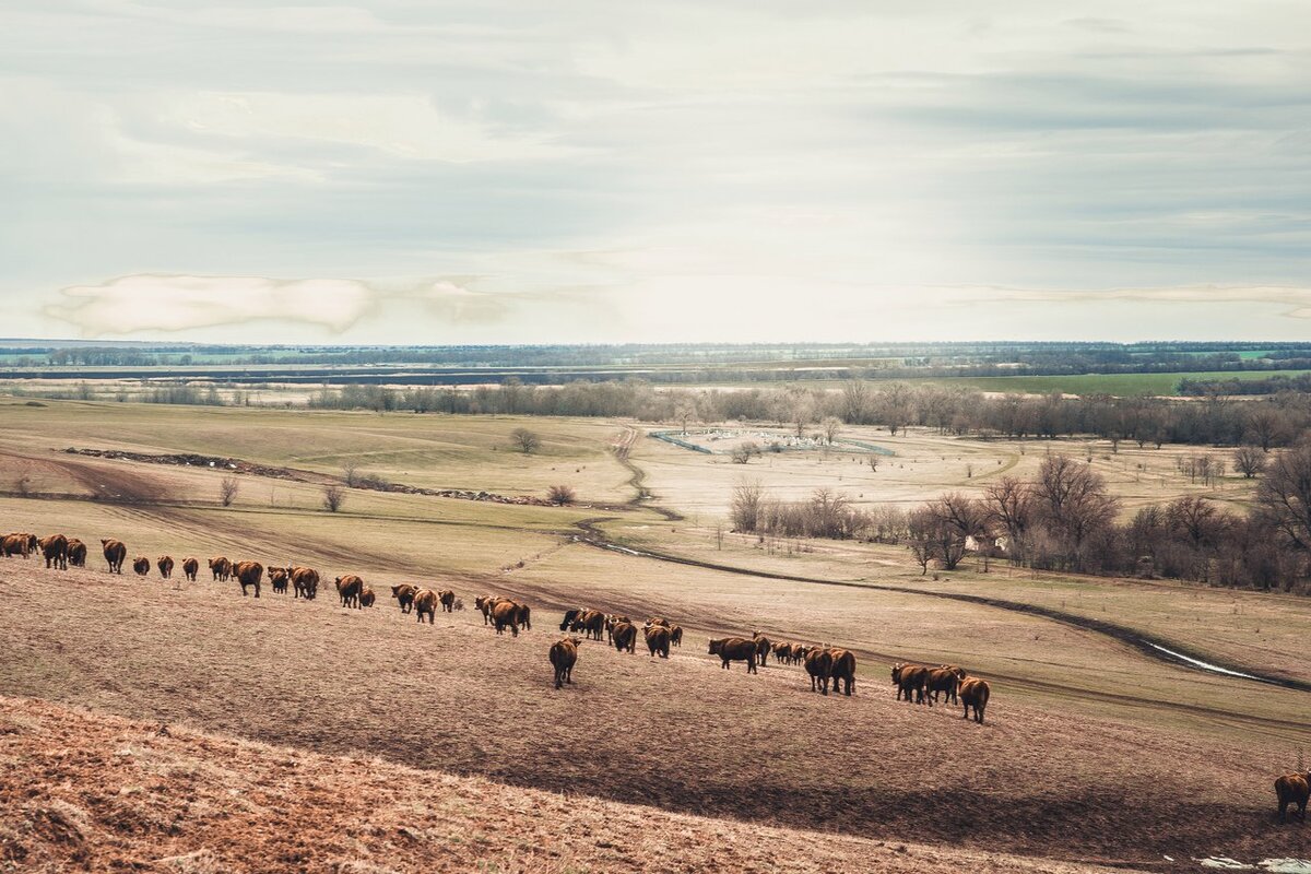 село золотарёвка ипатовский район ставропольский край. золотаревка ипатовский ставропольский край. село золотарёвка ипатовский район ставропольский край. золотаревка ипатовский ставропольский край. ооо схп золотаревка ипатовский район.