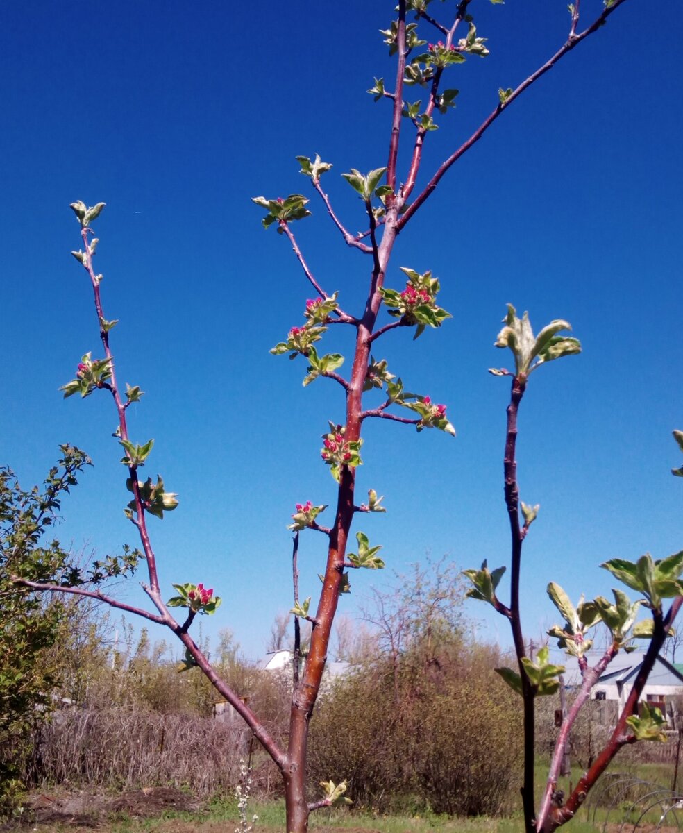 Молодая яблонька "Маяк" цветёт впервые, цветы также пока в бутонах. Фото автора канала. 04.05.20 г.