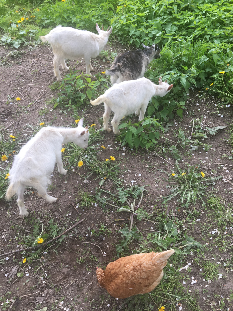 Вот они, мои новые жильцы)))