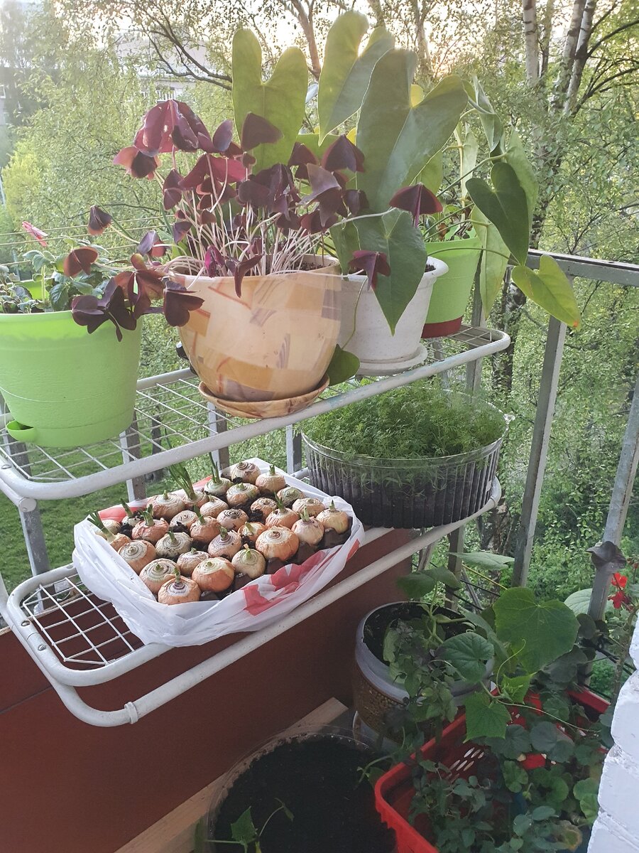 Сад и огород на балконе.