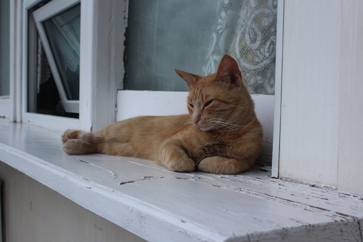 Коты в Крыму - воплощение достоинства и мудрости)