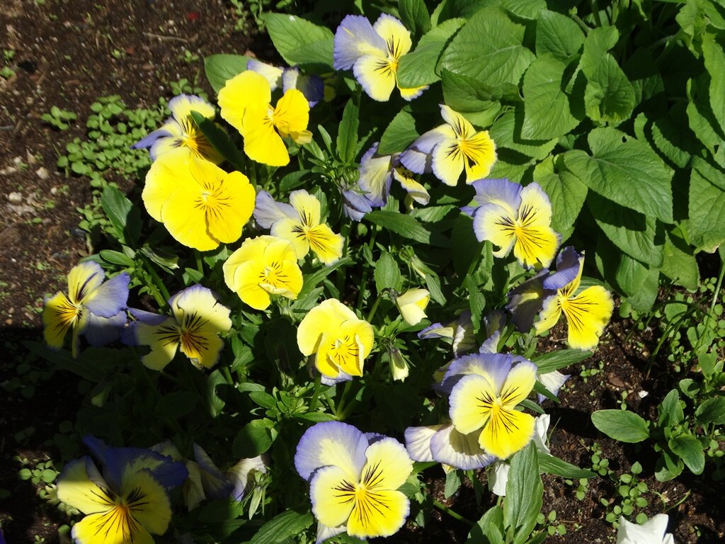 Сорнякам тут не место