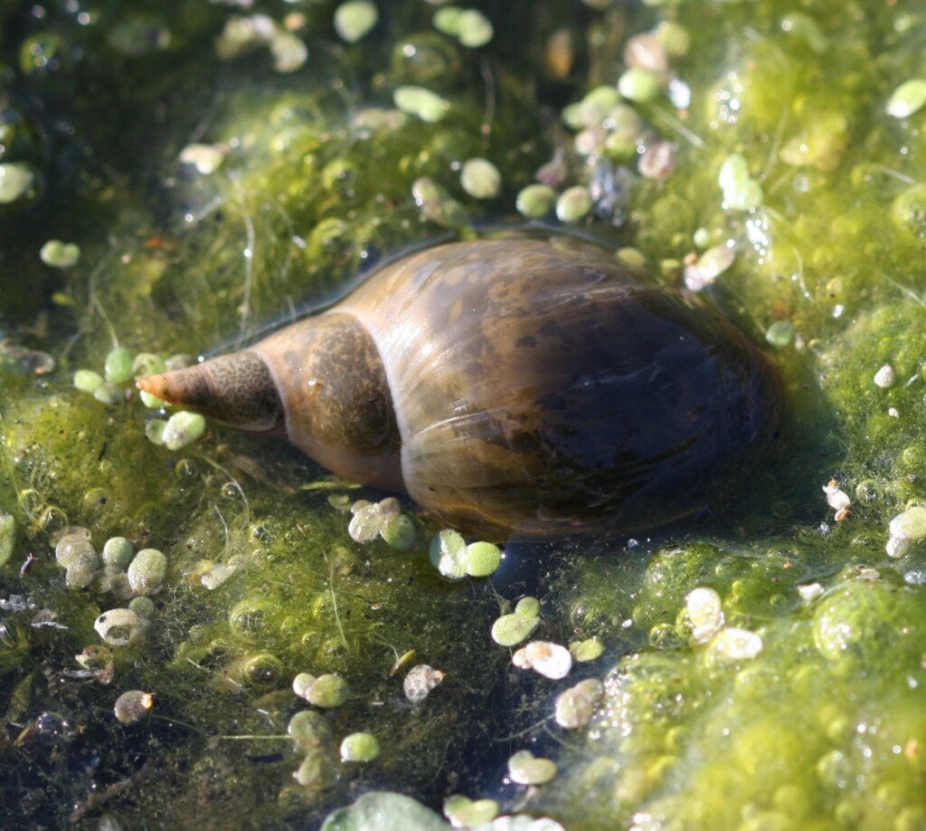 Моллюски в озере. Lymnaea stagnalis. Брюхоногие моллюски прудовик. Прудовик болотный. Моллюск прудовик обыкновенный.