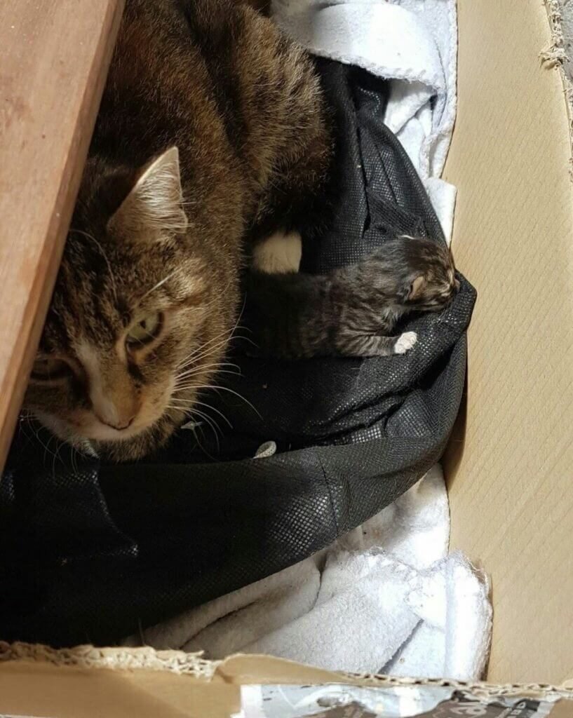 Кошка с котенком. Источник фото: be-ledy.ru