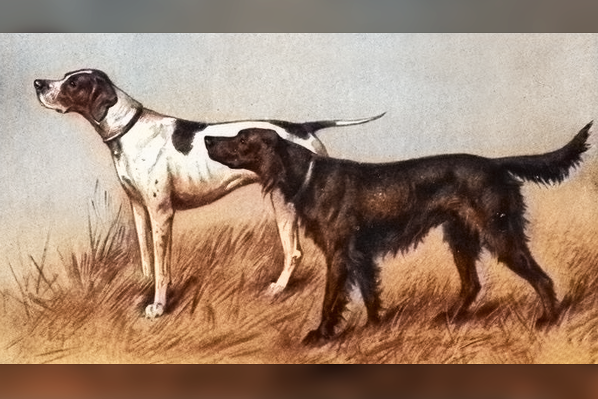 Легавые собаки – группа пород охотничьих собак, используемых для охоты с ружьём на пернатую дичь.