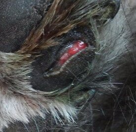 Эти ранки не так опасны,как могли бы...